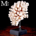 Branche de corail blanche exclusive - Base élégante en bois, Collections