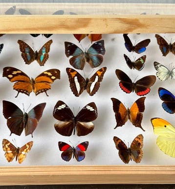 Entomologische collectie van 26 kleurrijke Afrikaanse, Nieuw