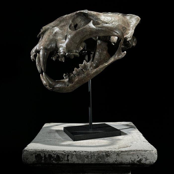 GEEN RESERVEPRIJS - Een replica van een tijgerschedel op een, Collections, Collections Animaux