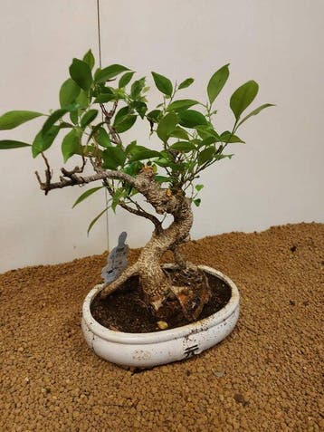 Bonsaï Figuier (Ficus) - Hauteur (arbre) : 31 cm -