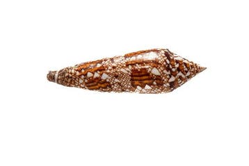 Conus bengalensis - Zeldzame Glorie van Bengal -, Nieuw
