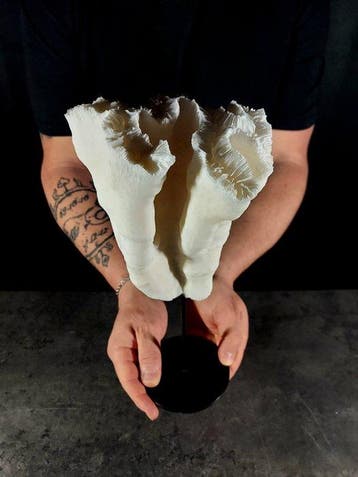 Indrukwekkend koraalbrein op basis Taxidermie volledige, Nieuw