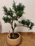 Bonsaï Pin des Bouddhistes (Podocarpus macrophyllus) -