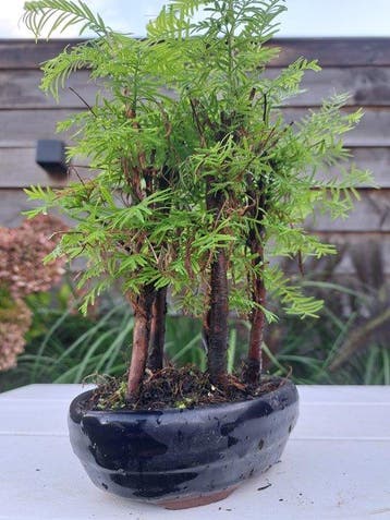forêt de Métaséquoïa dans un pot de bonsaï - Hauteur (arbre)