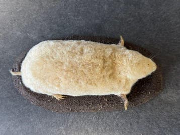 Mol Taxidermie volledige montage - Talpa europaea - 6 cm - 9