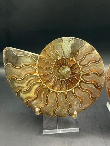 Ammoniet - Gefossiliseerd dier - Cleoniceras besairei - 13, Verzamelen