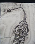 Zeereptiel - Gefossiliseerd dier - Keichousaurus hui - 20.5