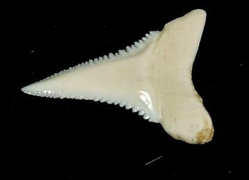 Grand requin blanc Support de corps entier pour taxidermie -
