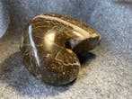 Ammoniet - Gefossiliseerde schelp - Cenoceras Belmontense -