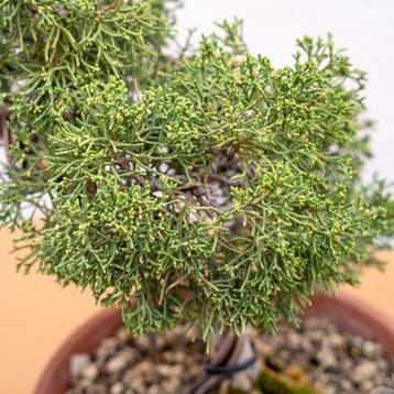 Jeneverbes bonsai (Juniperus) - Hoogte (boom): 30 cm -