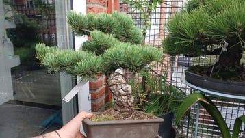 Den bonsai (Pinus) - Hoogte (boom): 50 cm - Diepte (boom):