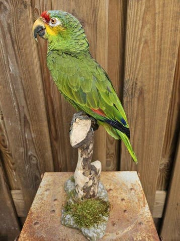 rood-lored amazone papagaai Taxidermie volledige montage -, Verzamelen, Dierenverzamelingen, Nieuw
