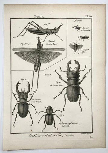 Lot of 12 Quarto engravings, Latreille, P. A. : Insects: