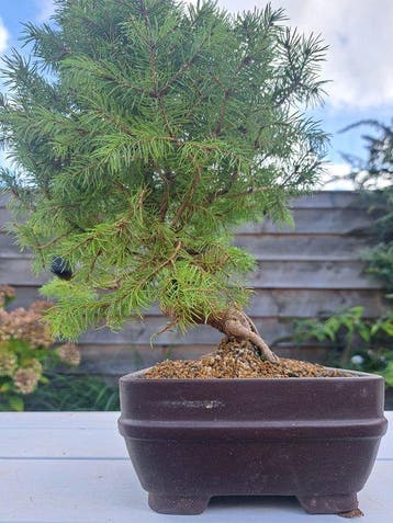 Spar bonsai (Picea) - Hoogte (boom): 30 cm - Diepte (boom):