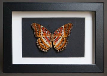 Vlinder Taxidermie volledige montage - Cethosia cyane - 10