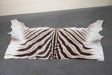 Plains Zebra Skin with Head Gewei - Equus quagga - 115 cm -, Nieuw
