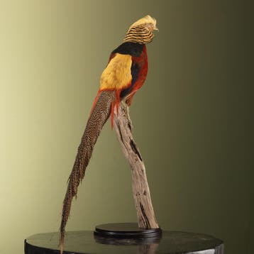 Goudfazant Taxidermie Opgezette Dieren By Max, Ophalen of Verzenden, Nieuw, Vogel, Opgezet dier