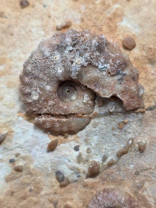 Fossiel - Gefossiliseerd dier - piece of seabed hundreds of, Verzamelen, Mineralen en Fossielen