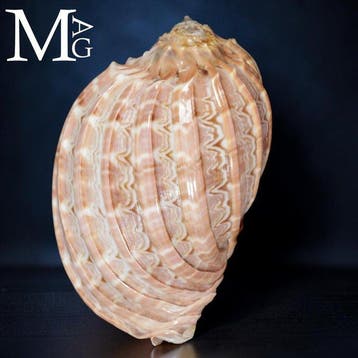 Prachtig Madagascar-verzamelstuk - Harpa Major - Shell -