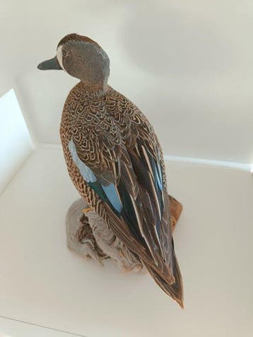 blauwe vleugel-eend Taxidermie volledige montage - Spatula, Nieuw