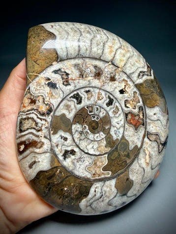 Grote decoratieve ammoniet op display - Gefossiliseerd dier
