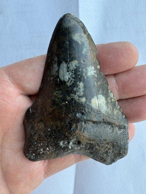 Megalodon - Fossiele tand - Otodus Megalodon - 10 cm (Zonder, Verzamelen, Mineralen en Fossielen