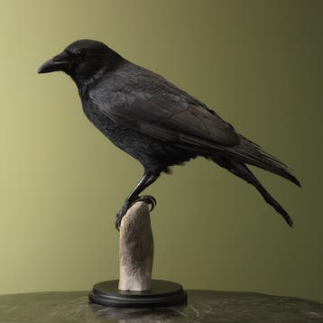 Kraai Taxidermie Opgezette Dieren By Max, Ophalen of Verzenden, Opgezet dier