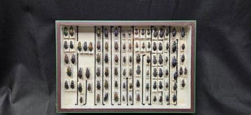 Paléarctique Carabidae /Carabus - ex French Mr BAILLET