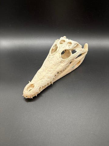 Nijlkrokodil Schedel - Crocodylus niloticus - 8 cm - 12 cm -, Antiek en Kunst