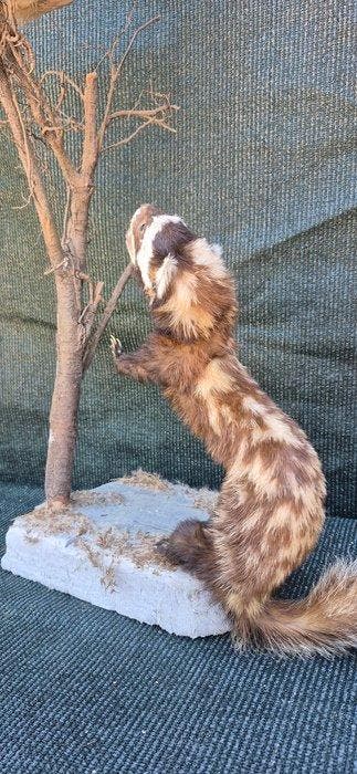 Zorille gemarmerd en gaai Taxidermie wandmontage - Vormela, Verzamelen, Nieuw
