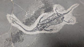 Reptile marin - Matrice fossile - Keichousaurus - 29 cm -