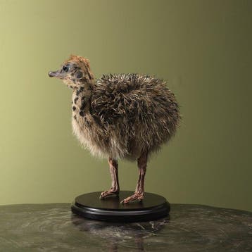 Struisvogel Taxidermie volledige montage - Struthio camelus