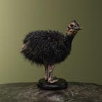 Struisvogel Kuiken Zwart Taxidermie Opgezette Dieren By Max, Ophalen of Verzenden, Opgezet dier