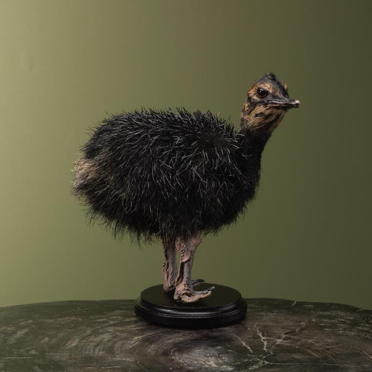 Struisvogel Kuiken Zwart Taxidermie Opgezette Dieren By Max, Collections, Collections Animaux, Enlèvement ou Envoi