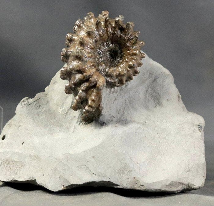 Stekelige, fijne en opvallende ammoniet - Alles origineel -, Verzamelen, Mineralen en Fossielen