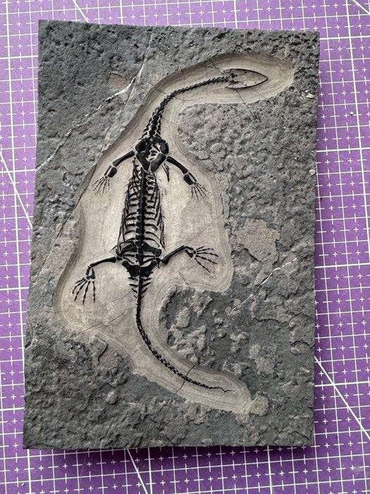 Fossiel reptiel: Keichousaurus -Trias - Gefossiliseerd dier, Verzamelen, Mineralen en Fossielen