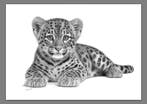 Schu - Leopard Cub