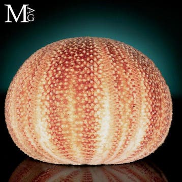 Grote bolvormige zee-egel-test met een stralend roze-oranje