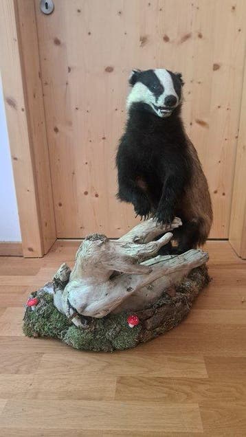 Das Taxidermie volledige montage - Dachs Bagder Taxidermie -, Collections, Collections Animaux