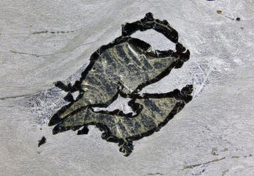 Météorite Flaibano, nouvelle météorite ferreuse italienne, Collections
