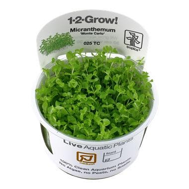 Tropica Micranthemum Monte Carlo 1-2-grow! (medium), Animaux & Accessoires, Poissons | Aquariums & Accessoires, Envoi