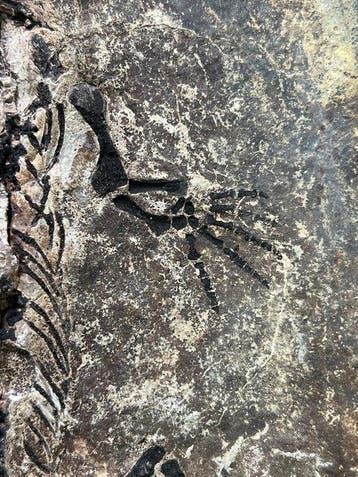 Barasaurus Besairiei Dinosaur Reptile - Squelette fossile