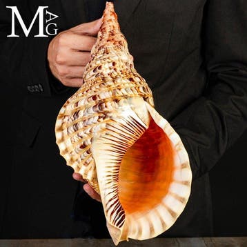 Charonia tritonis – Giant Triton – 374 mm Charonia tritonis