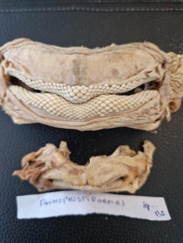 Vis Schedel - rhinopristiformes - 0 cm - 0 cm - 0 cm- CITES