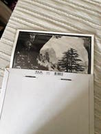 Jack Dabaghian - Cèdre de Tannourine - Liban