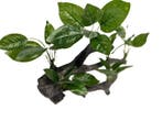 Planten op hout 28cm OS-226 - aquarium decoratie, Animaux & Accessoires, Poissons | Aquariums & Accessoires, Ophalen of Verzenden