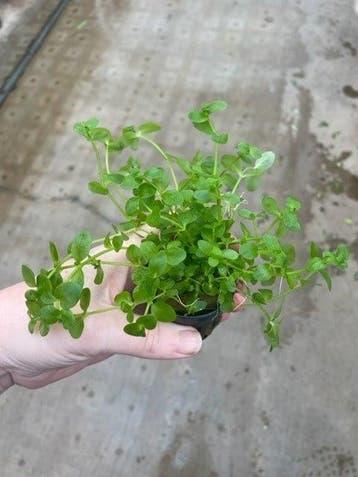 Bacopa Australis (Aquariumplanten, Aquarium producten), Verzenden, Plant(en), Steen of Hout