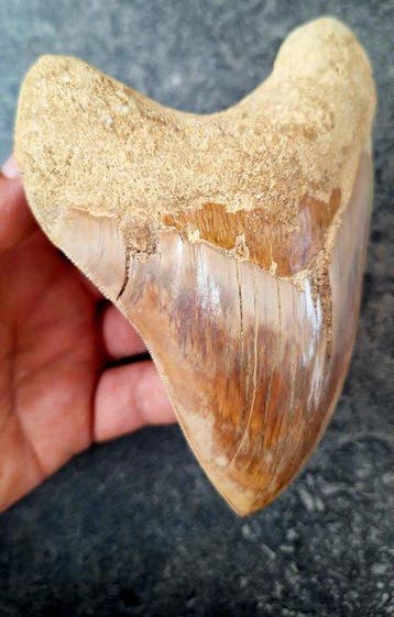 Mégalodon - Dent fossile - 14.2 cm - 10 cm