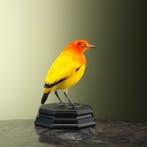 Oranje Prieelvogel Taxidermie Opgezette Dieren By Max, Verzamelen, Ophalen of Verzenden, Nieuw, Vogel, Opgezet dier