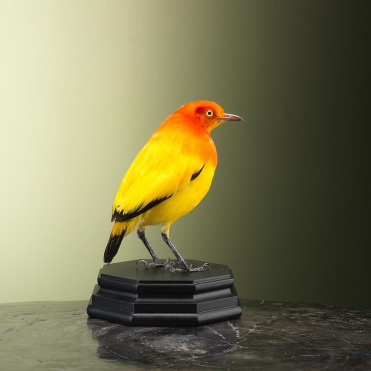 Oranje Prieelvogel Taxidermie Opgezette Dieren By Max, Collections, Collections Animaux, Enlèvement ou Envoi